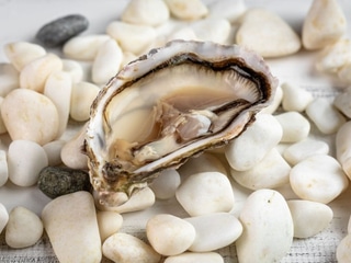 Устриця Фарфаліна №4