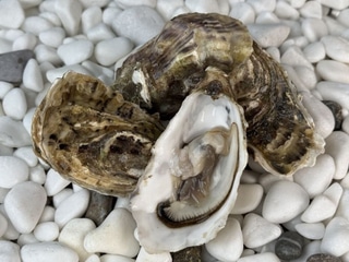 Устриця Чорноморка №3