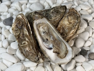 Устриця Фін де Клер №1