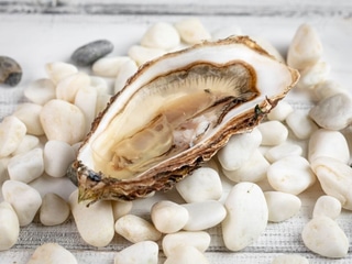 Устриця Голандський Принц №0