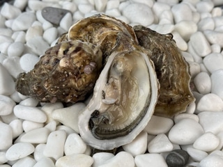 Устриця Фін де Клер №3