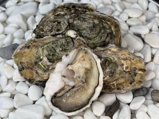 Устриця Жилардо №2