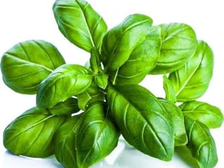 Зелений базилік