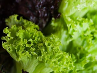 ЛИСТЯ САЛАТУ