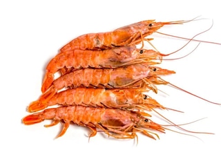 Аргентинська креветка