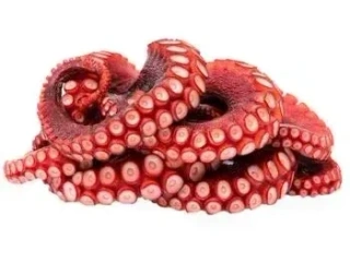 Щупальца кальмарів  