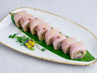Seriola / Yellowtail